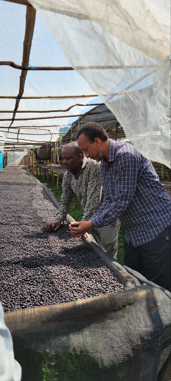 Bekele Yutute inspecting coffee beans on a raised African bed under a shade structure.