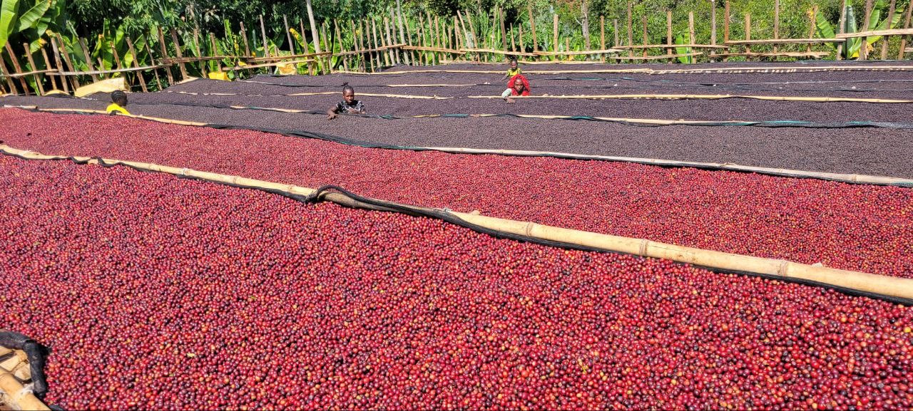 Red coffee cherries drying on large black tarps outdoors with people monitoring the process.
