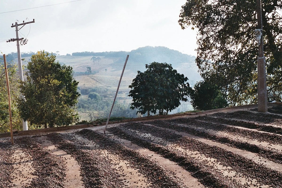 Coffee cherries dried on a patio next to electricity posts with hills in the background.