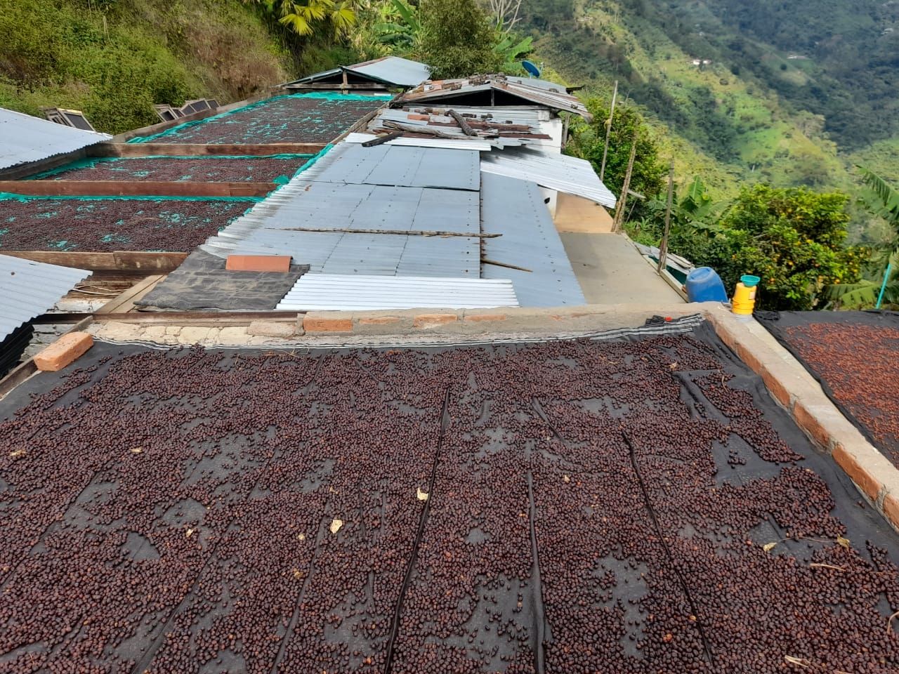 Raised drying beds over Colombia Forest