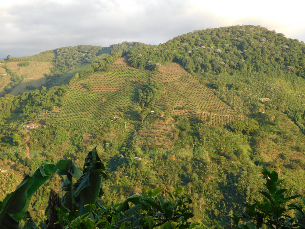 View of Cesar's farm