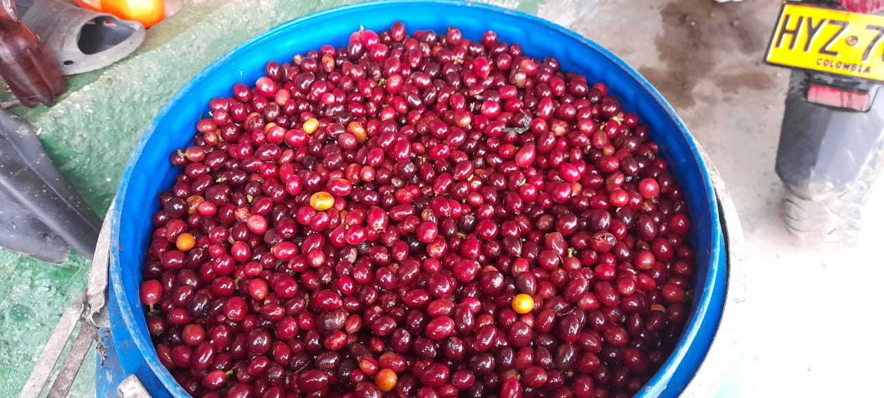 Cesar's Chiroso coffee cherries in a blue barrel