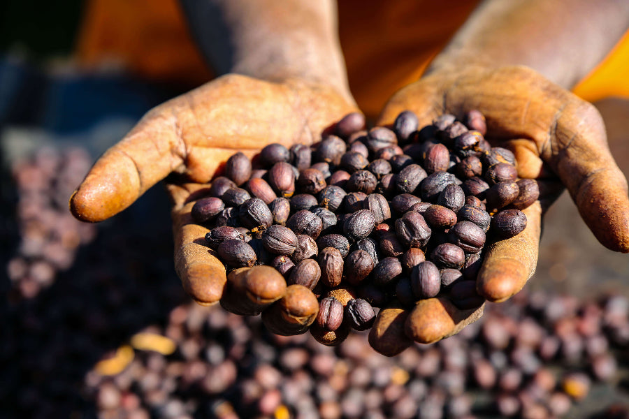 Dried coffee cherries in Ethiopia on hands