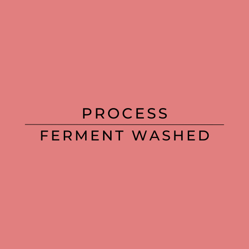 Text 'PROCESS FERMENT WASHED' on a pink background