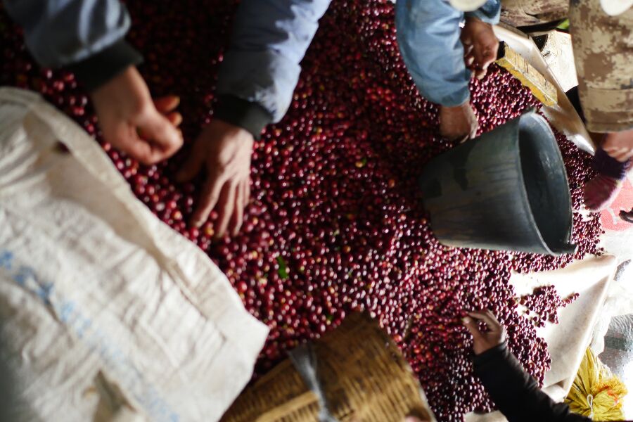 Hand sorting of coffee cherries at Red Dragon Estate.