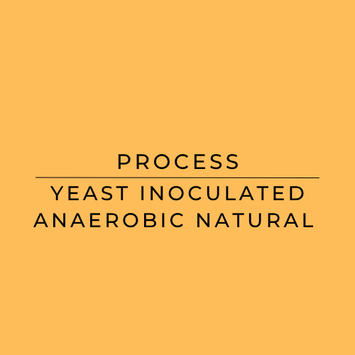 Text 'PROCESS YEAST INOCULATED ANAEROBIC NATURAL' on a yellow background