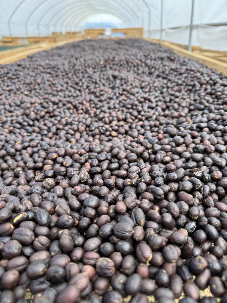 Coffees drying in the poly tunnels in East Timor