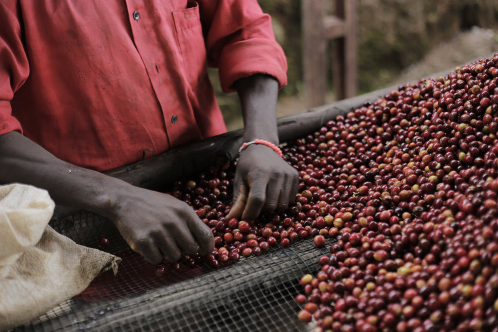 Sorting Cherries in Burundi