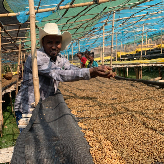 Basha Bekele | Ethiopia COE | Masterpieces