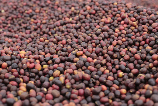 Coffee beans drying, from our guide to how long to rest coffee after roasting