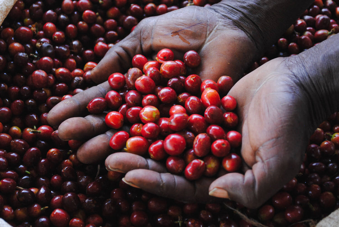 SL28 Coffee cherries