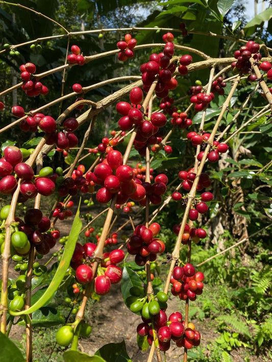 Coffee cherries on a tree