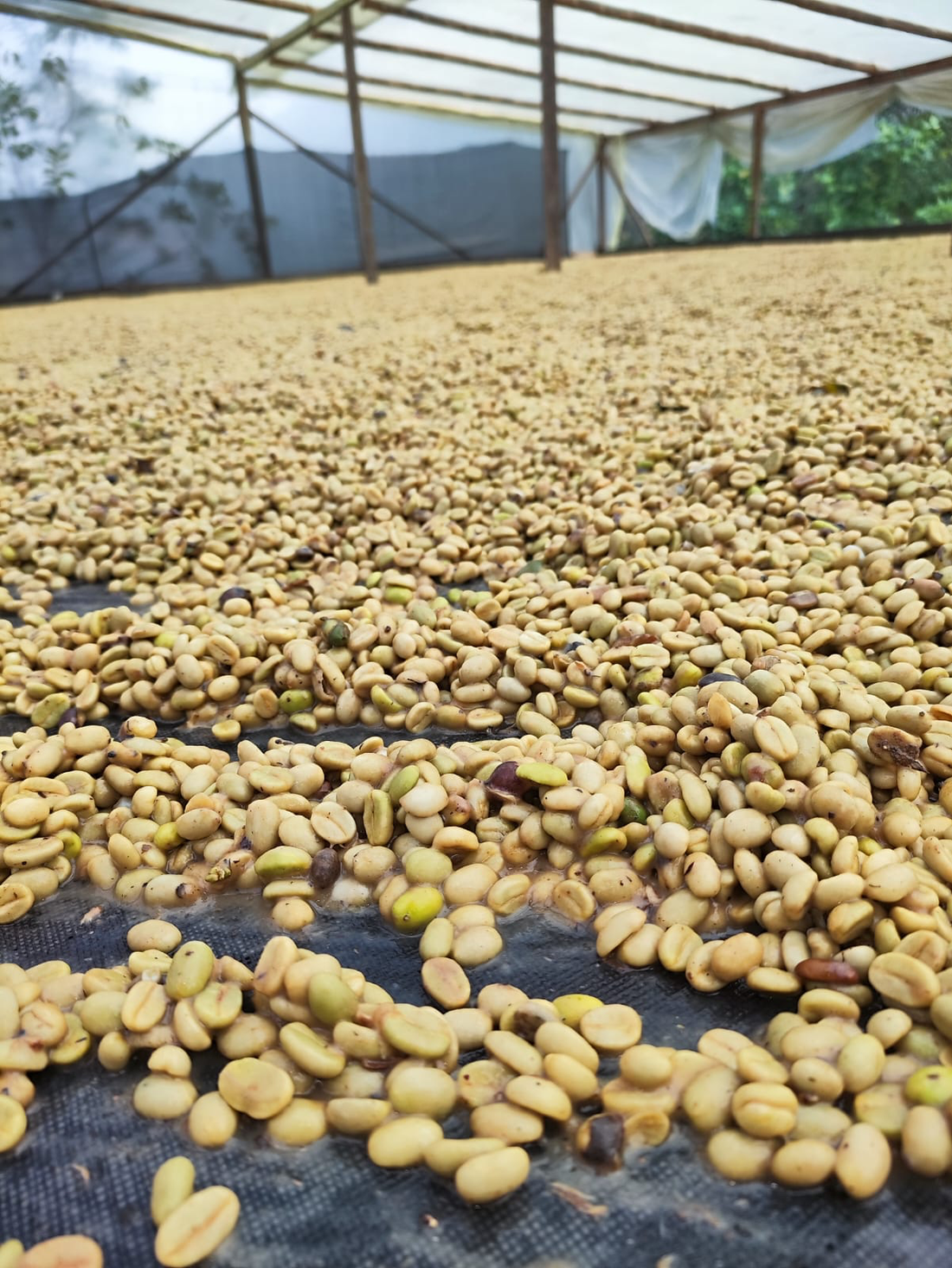 Coffee Beans led on raised African beds waiting to be sorted