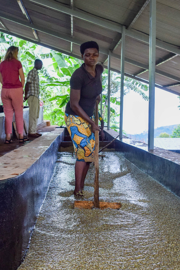 Washed coffee Burundi archive