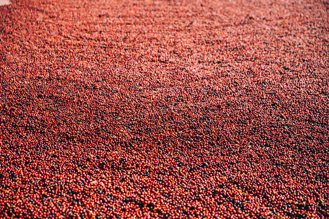 Freshly roasted specialty coffee beans