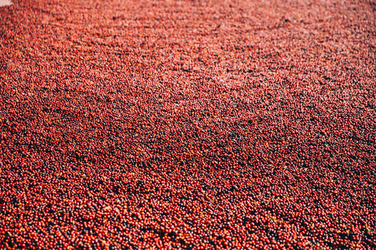 Freshly roasted specialty coffee beans