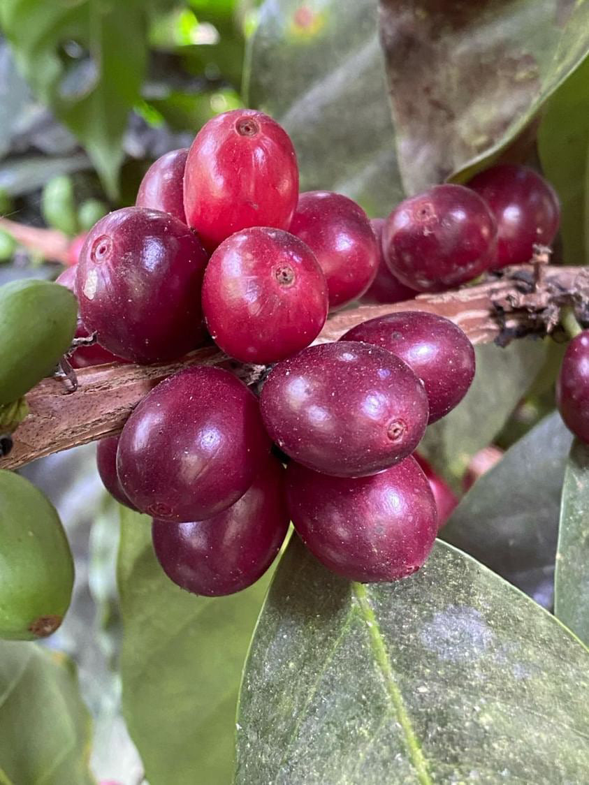 Ripe Gesha coffee cherries on the branch in Ecuador