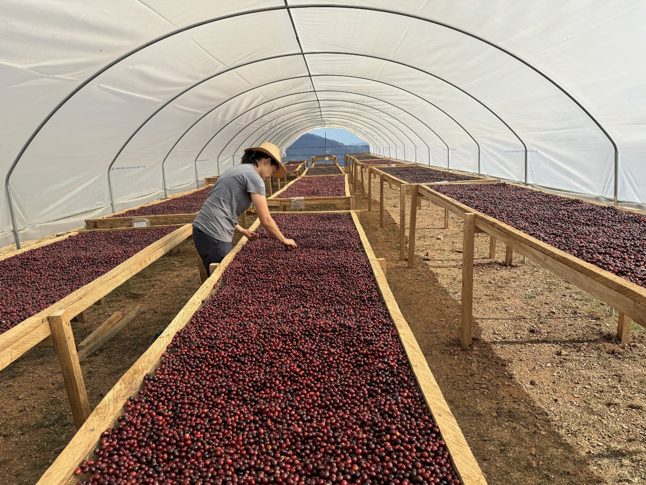 Natural Coffee Beans