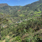 El Diamente Coffee Farm