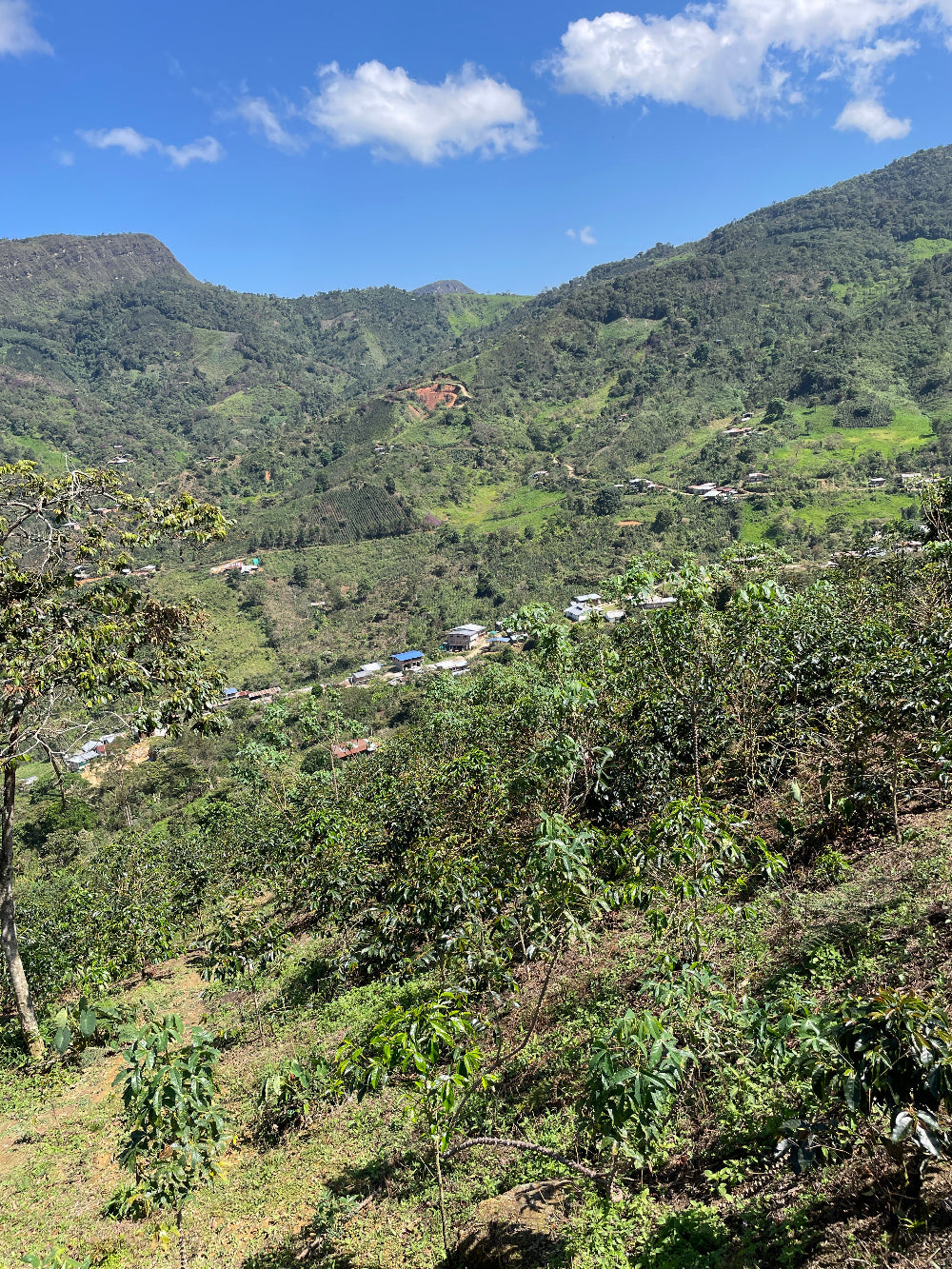 El Diamente Coffee Farm