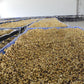 Anaerobic Coffee drying on a raised bed in China, Red Dragon estate.