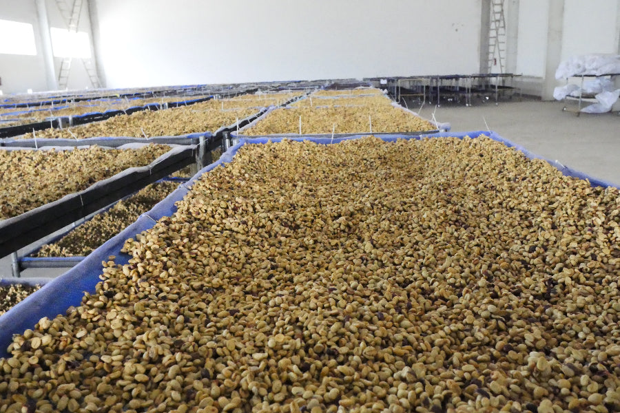 Anaerobic Coffee drying on a raised bed in China, Red Dragon estate.
