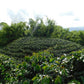Coffee plantation with coffee trees on a hilly landscape