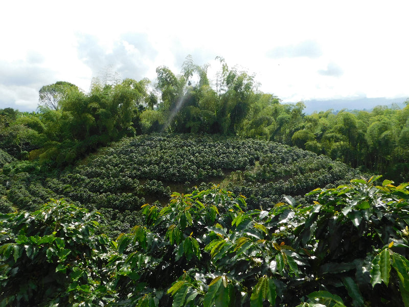 Coffee plantation with coffee trees on a hilly landscape
