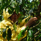 Person in a yellow raincoat picking coffee beans from a tree