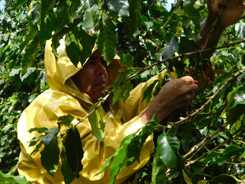 Person in a yellow raincoat picking coffee beans from a tree