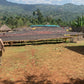 Raised African Beds containing Coffee cherries 
