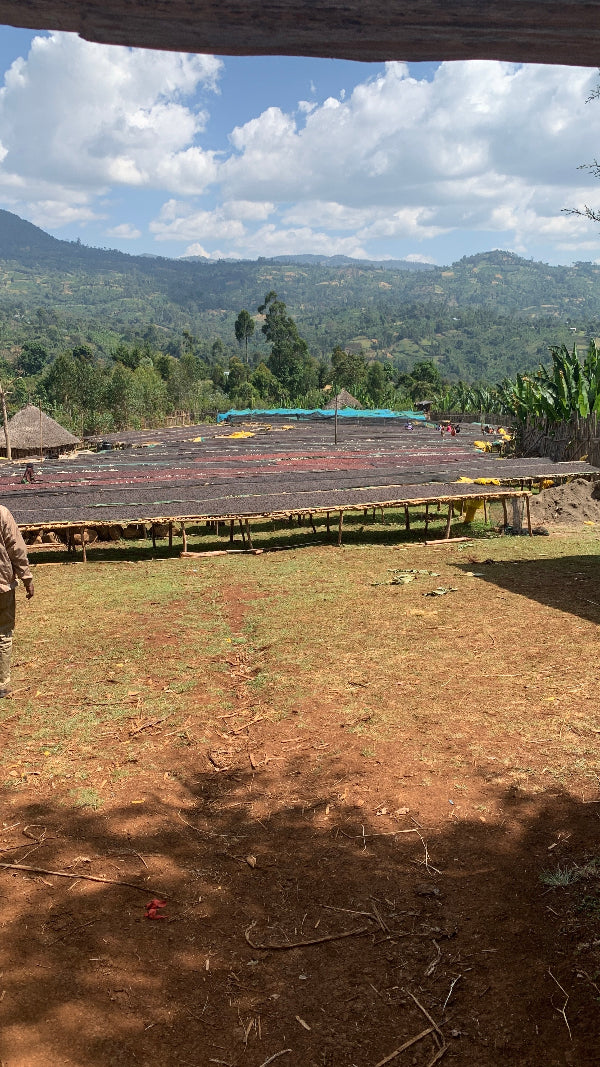 Raised African Beds containing Coffee cherries 
