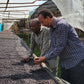 Bekele Yutute inspecting coffee beans on a raised African bed under a shade structure.