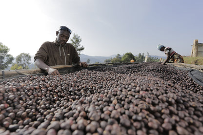 Natural Coffee in Burundi Drying on Raised Beds