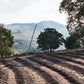 Coffee cherries dried on a patio next to electricity posts with hills in the background.