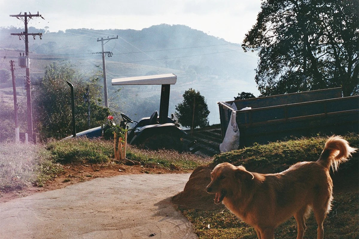 Dog standing on a hillside with a scenic background of mountains and power lines.