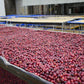 Coffee Cherries drying on a raised bed at Red Dragon Estate China.