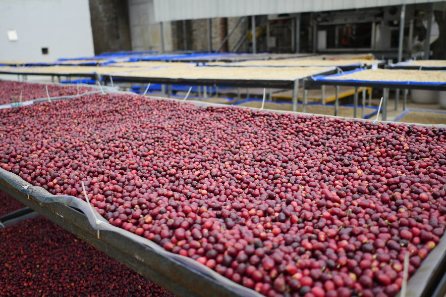 Coffee Cherries drying on a raised bed at Red Dragon Estate China.
