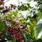 Coffee Cherries growing on a tree in China Red Dragon Estate.