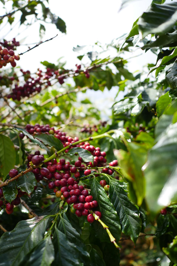 Coffee Cherries growing on a tree in China Red Dragon Estate.