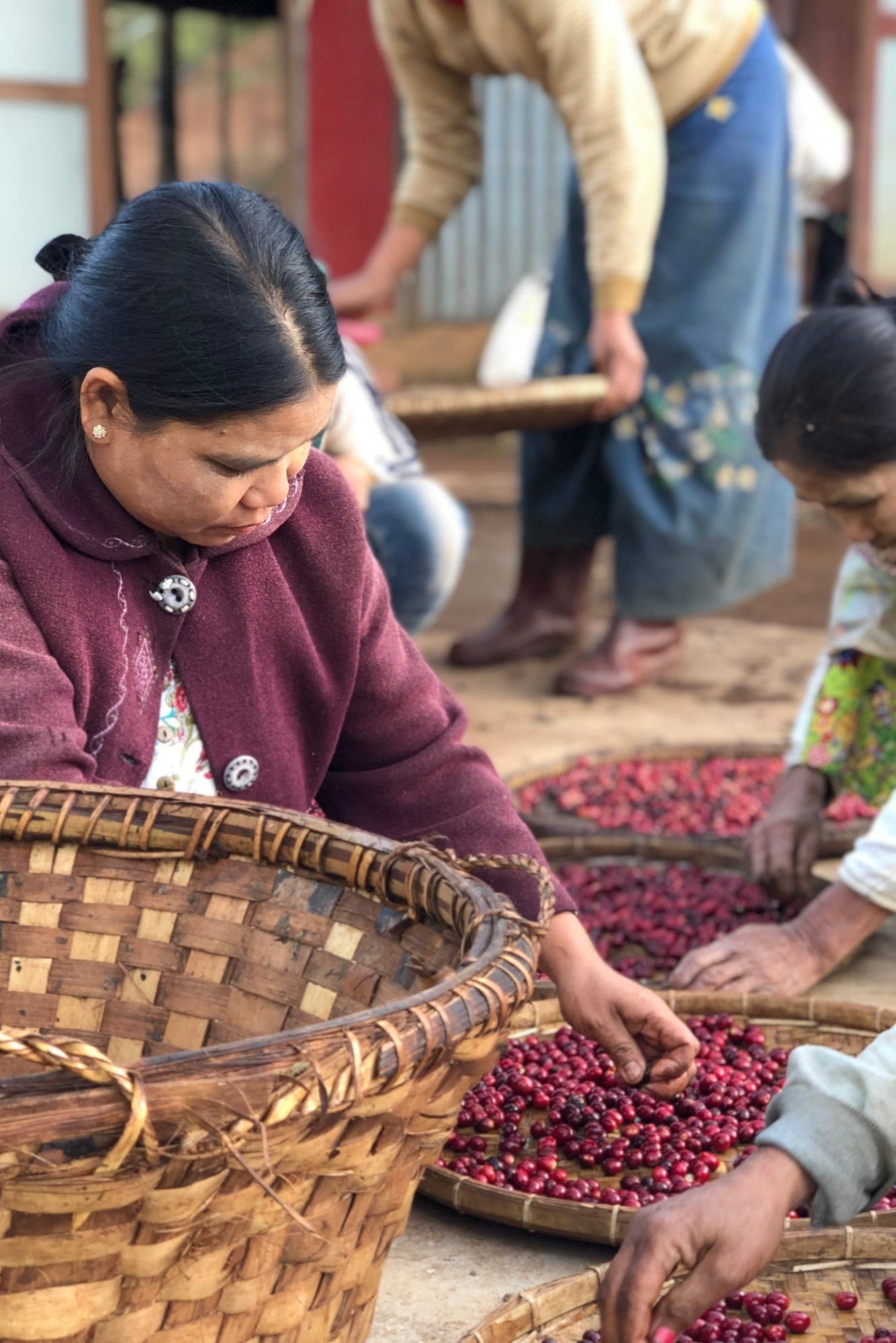 Coffee farmers in Myanmar sorting coffee cherries
