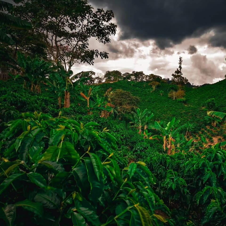 Rows of coffee shrubs in Mountainside photo of Finca La Quebraditas. 
