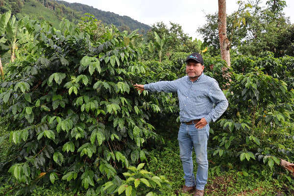 Diofanor Ruiz standing next to a pink bourbon sapling at Finca El Diviso, Colombia.