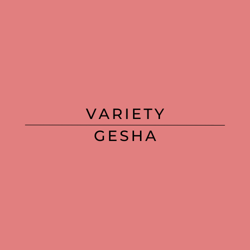 Text 'VARIETY GESHA' on a pink background