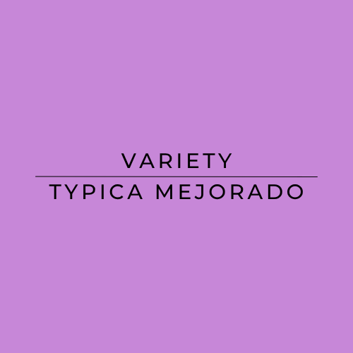 Text "Variety Typica Mejorado" on a purple background