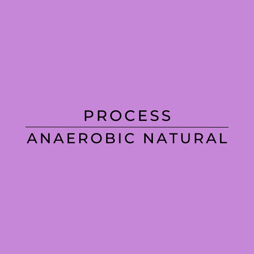 Text 'PROCESS × ANAEROBIC NATURAL' on a purple background