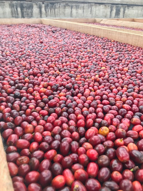 Close-up of red cherries on a raised African bed surface
