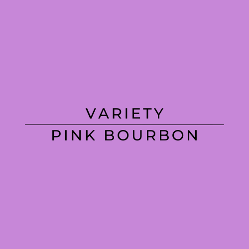 Text 'VARIETY PINK BOURBON' on a purple background