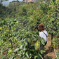 Lea in a coffee farm in El Diamente
