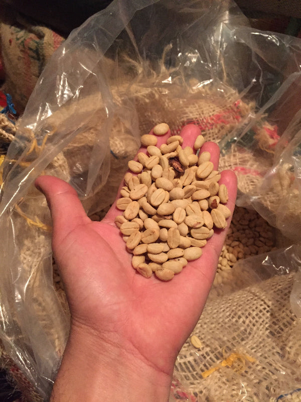 Hand holding a handful of roasted Coffee Parchment with a jute bag in the background.